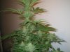 Week 5 Flowering 014.jpg