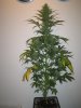 Week 5 Flowering 015.jpg