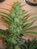 Week 5 Flowering 019.jpg