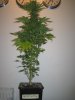 Week 6 Flowering 001.jpg