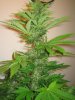 Week 6 Flowering 002.jpg