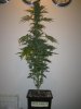 Week 6 Flowering 003.jpg