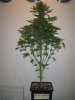 Week 6 Flowering 005.jpg