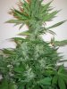 Week 6 Flowering 006.jpg