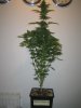 Week 6 Flowering 007.jpg