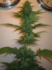 Week 6 Flowering 008.jpg