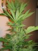 Week 6 Flowering 010.jpg