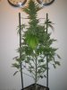 Week 6 Flowering 013.jpg