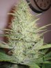 Week 6 Flowering 015.jpg