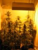 Week 6 Flowering 016.jpg