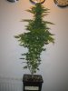 Week 7 Flowering 006.jpg