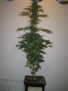 Week 7 Flowering 008.jpg