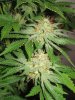 Week 7 Flowering 009.jpg