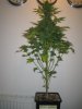 Week 7 Flowering 010.jpg