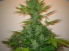 Week 7 Flowering 011.jpg