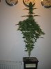 Week 7 Flowering 012.jpg