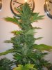 Week 7 Flowering 015.jpg