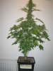 Week 7 Flowering 016.jpg