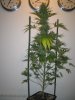 Week 7 Flowering 018.jpg