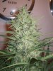 Week 7 Flowering 019.jpg