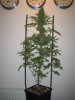 Week 7 Flowering 020.jpg