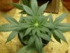 first grow 007.jpg