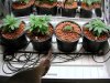 prnkstr-albums-grow-log-picture23479-veg-room.jpg