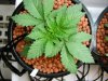 prnkstr-albums-grow-log-picture23466-unknown-seed-1-helo-view.jpg