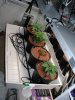 prnkstr-albums-grow-log-picture23453-veg-room.jpg