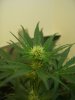 day54_bud1.jpg