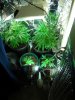 Day37_GrowRoom.jpg