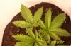 rollitup-bubbleicious grow 002.jpg