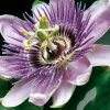 passion-flower.jpg