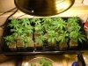 20 clones + 52 days veg001.jpg