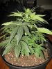 23 days 1 week flower 16.jpg