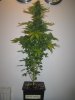 Week 9 Flowering 001.jpg