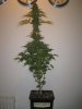 Week 9 Flowering 004.jpg