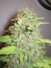 Week 9 Flowering 005.jpg