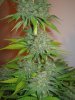 Week 9 Flowering 007.jpg