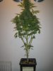 Week 9 Flowering 008.jpg