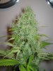 Week 9 Flowering 009.jpg