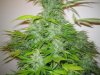 Week 9 Flowering 010.jpg