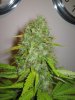 Week 9 Flowering 012.jpg