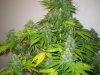 Week 9 Flowering 013.jpg