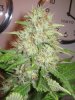 Week 9 Flowering 015.jpg