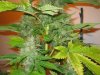 Week 9 Flowering 016.jpg