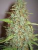 Week 9 Flowering 018.jpg