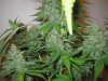 Week 9 Flowering 019.jpg