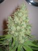 Week 9 Flowering 021.jpg