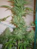 Week 9 Flowering 022.jpg